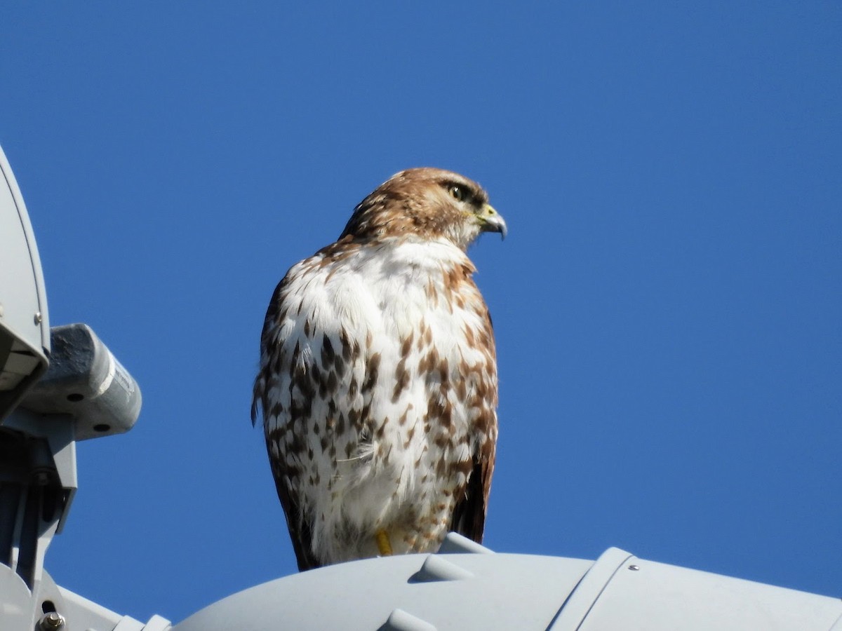 Red-tailed Hawk - ML620311774