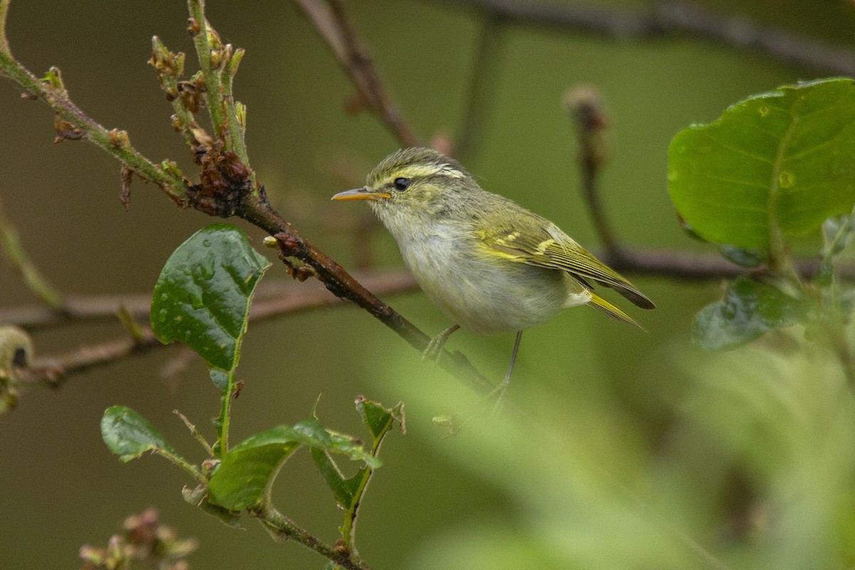 Blyth's Leaf Warbler - ML620311775