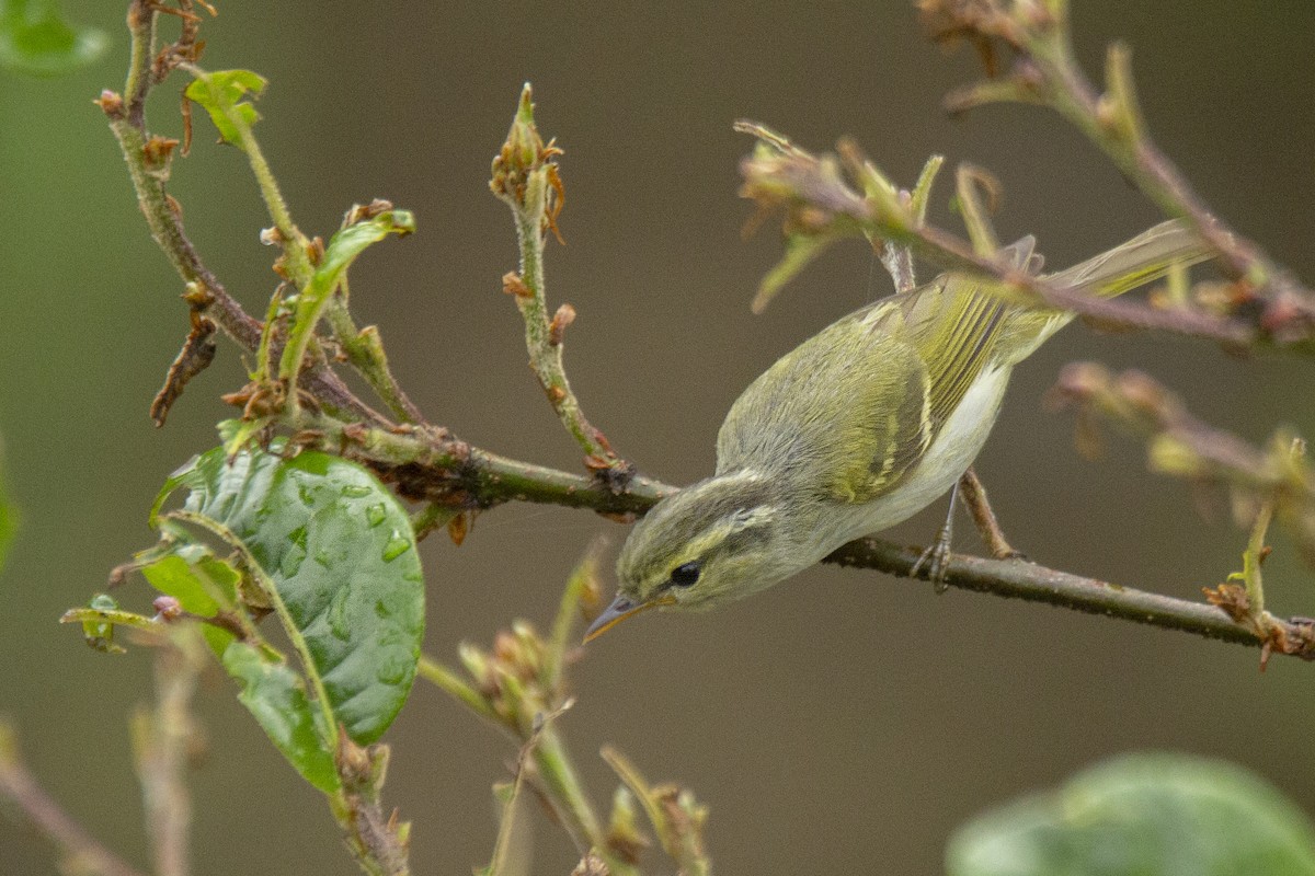 Blyth's Leaf Warbler - ML620311780