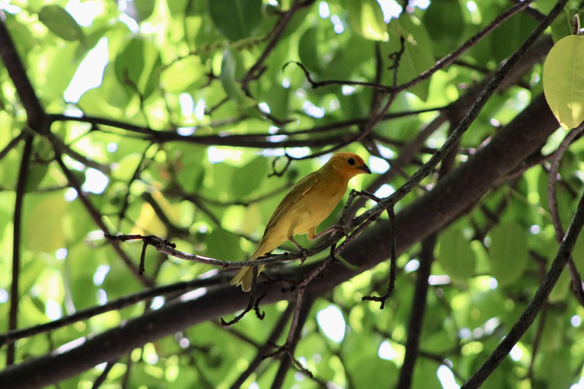 Saffron Finch - ML620311781