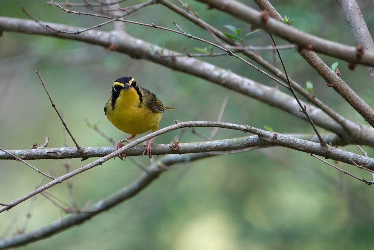 Kentucky Warbler - ML620311783