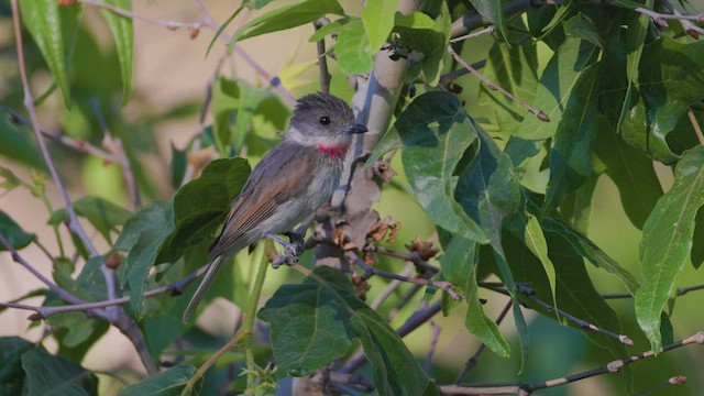 Rose-throated Becard - ML620311785