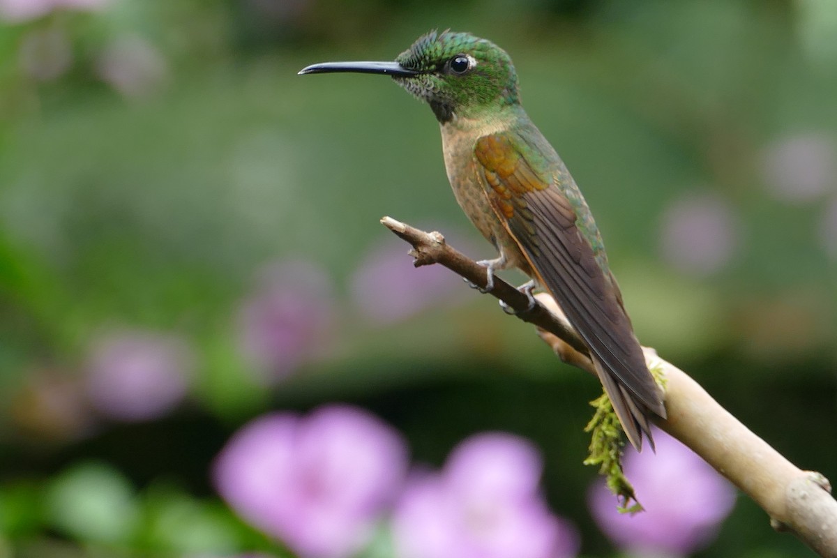 Fawn-breasted Brilliant - ML620311789