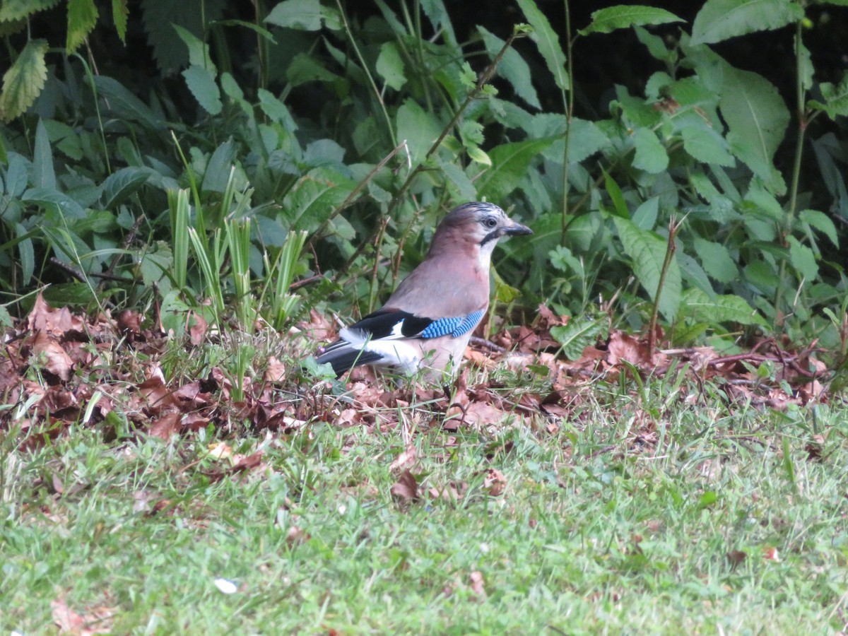 Eurasian Jay - ML620311795