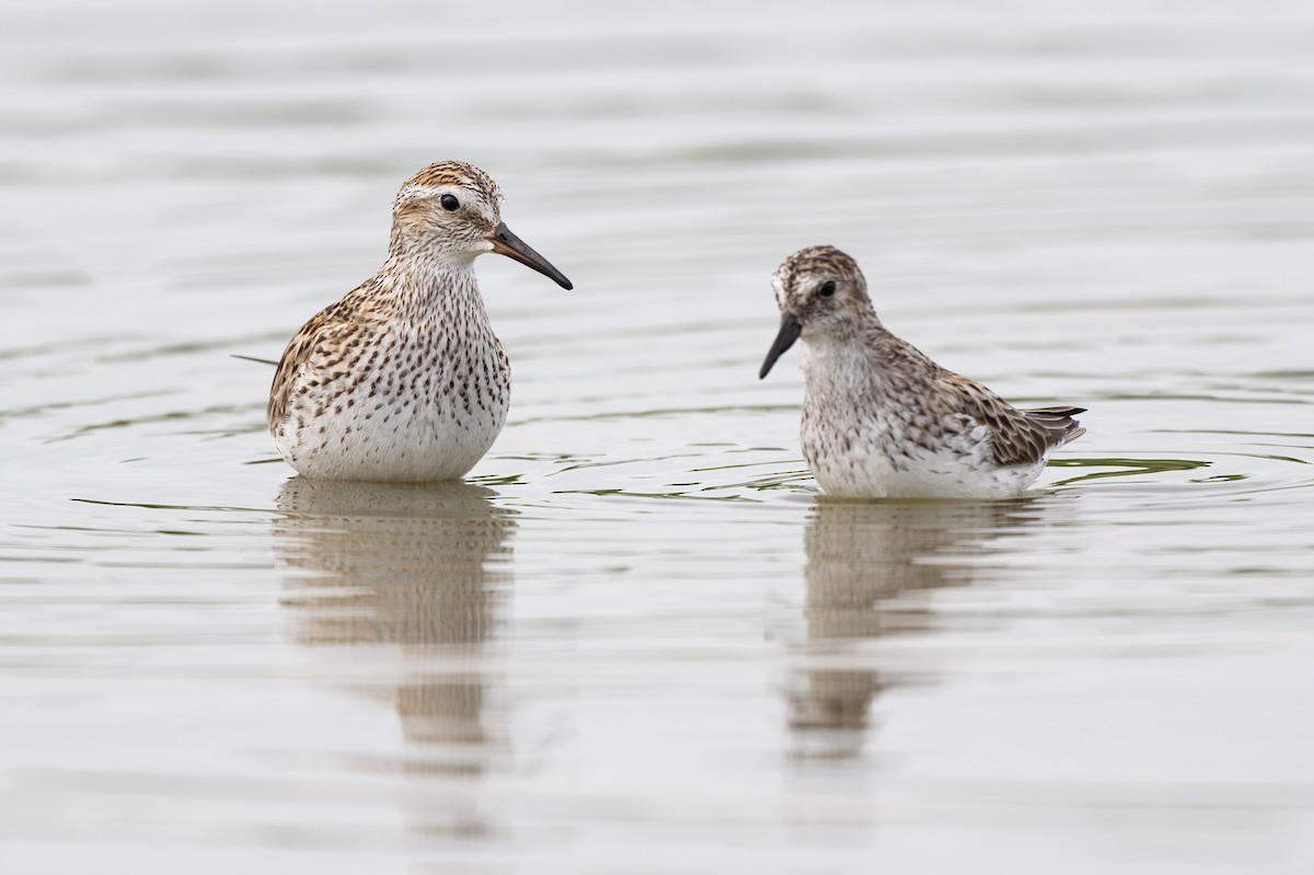 White-rumped Sandpiper - ML620311800