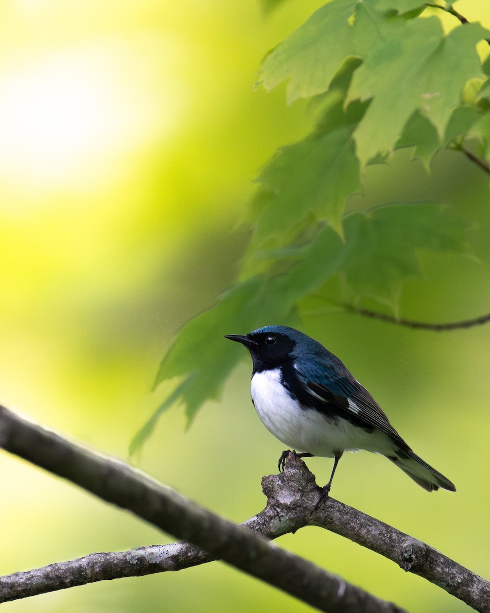 Black-throated Blue Warbler - ML620311802