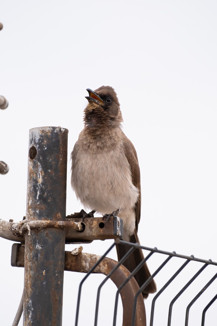 Common Bulbul - ML620311808