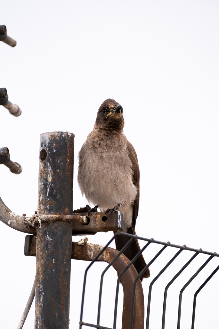 Common Bulbul - ML620311809