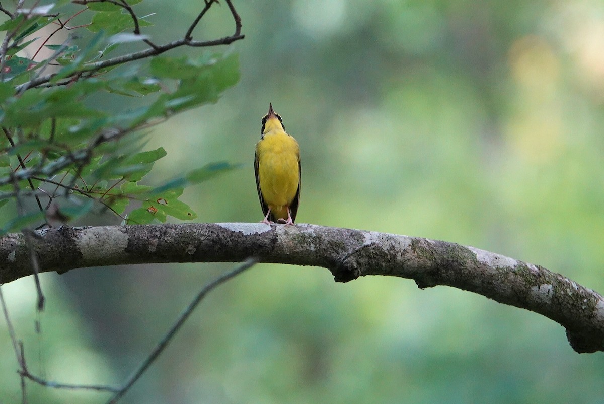 Kentucky Warbler - ML620311815