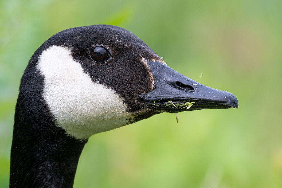 Canada Goose - ML620311816