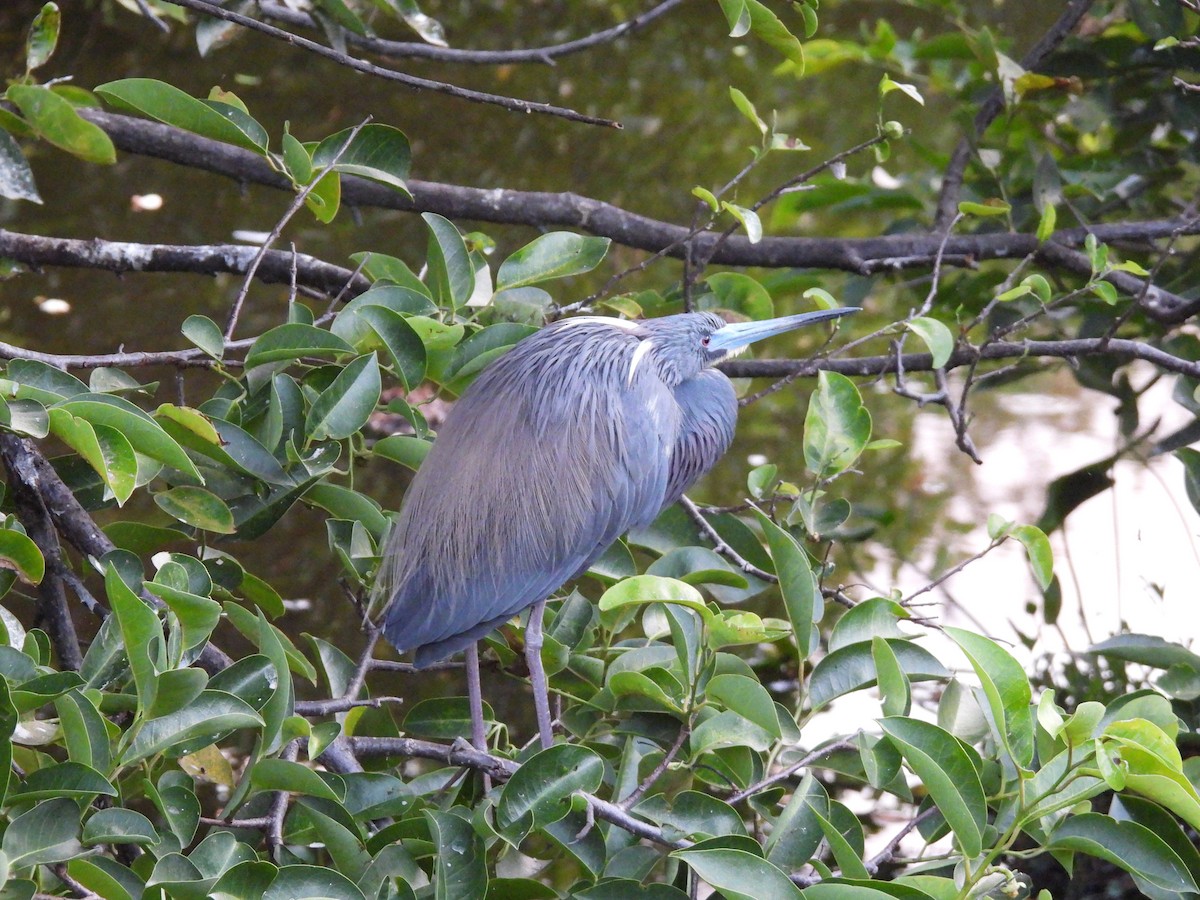 Little Blue Heron - ML620311817