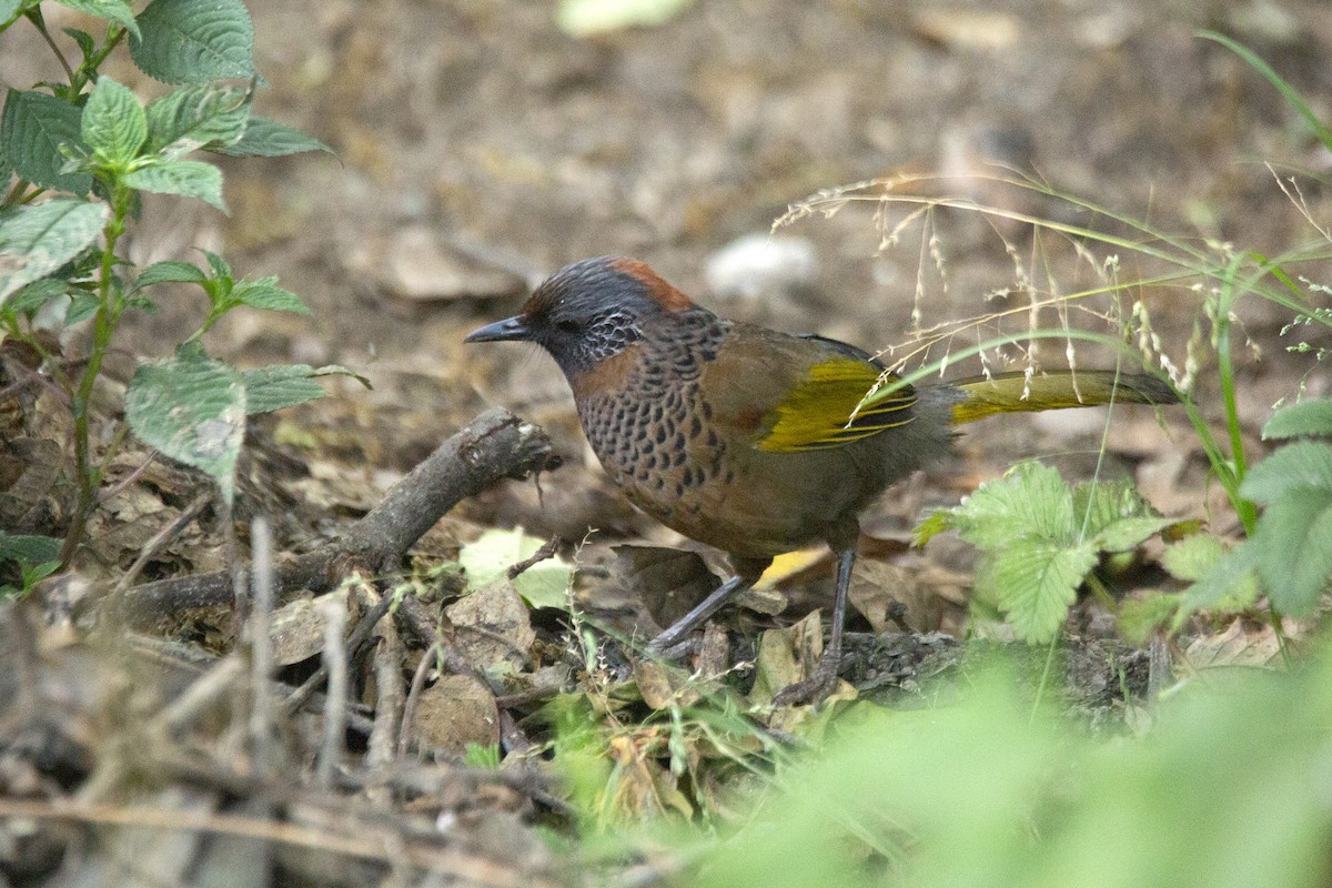 Chestnut-crowned Laughingthrush - ML620311819