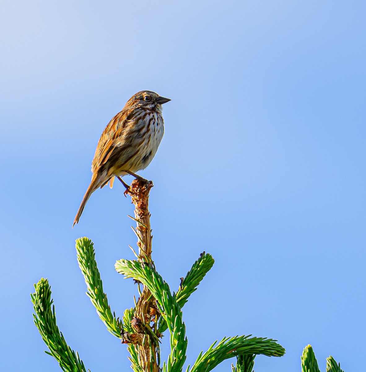 Song Sparrow - ML620311820