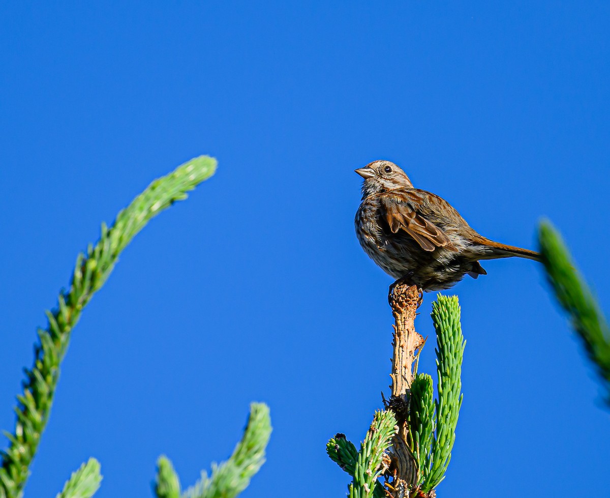 Song Sparrow - ML620311821