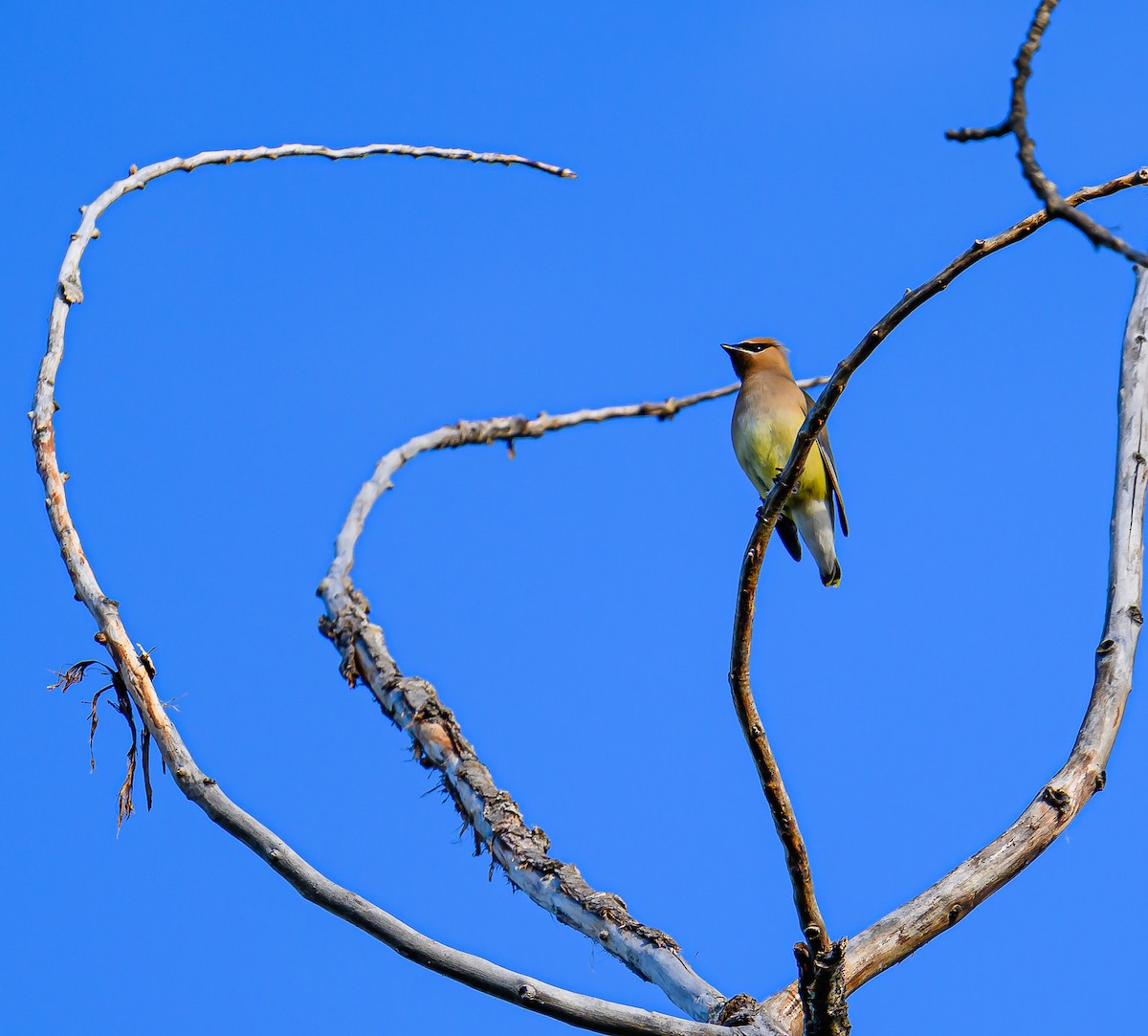 Cedar Waxwing - ML620311823