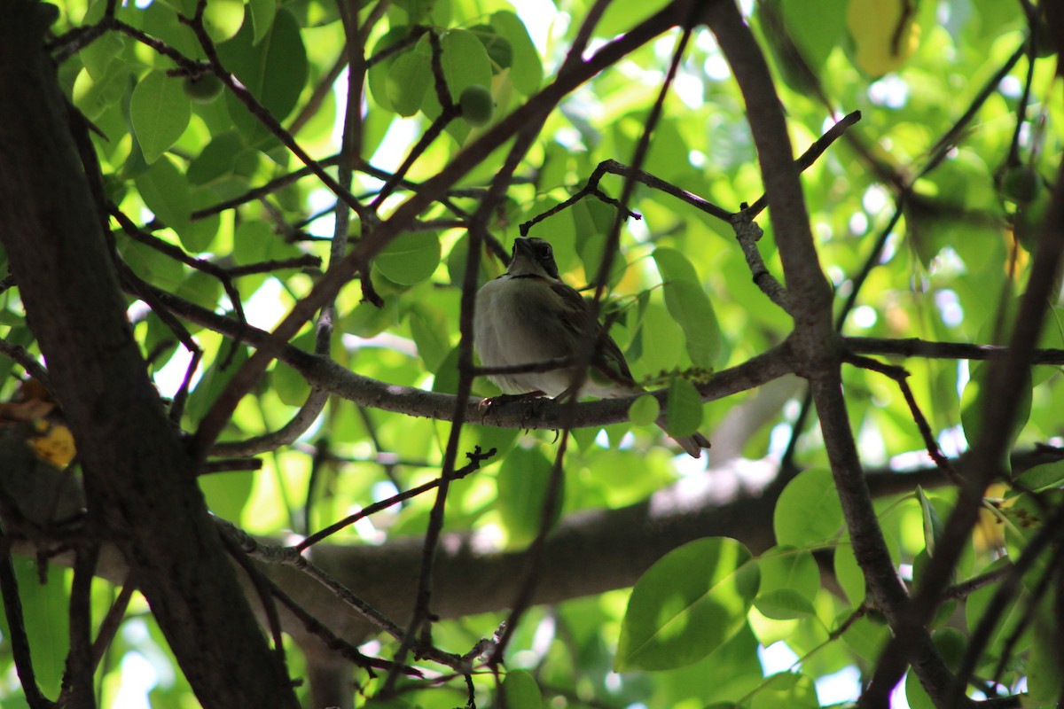 Rufous-collared Sparrow - ML620311829