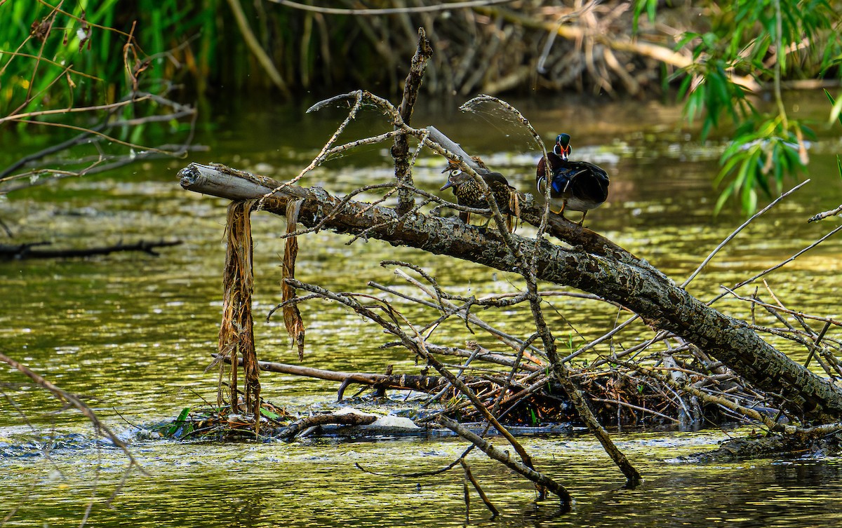 Wood Duck - ML620311830