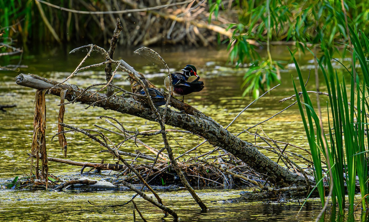 Wood Duck - ML620311831