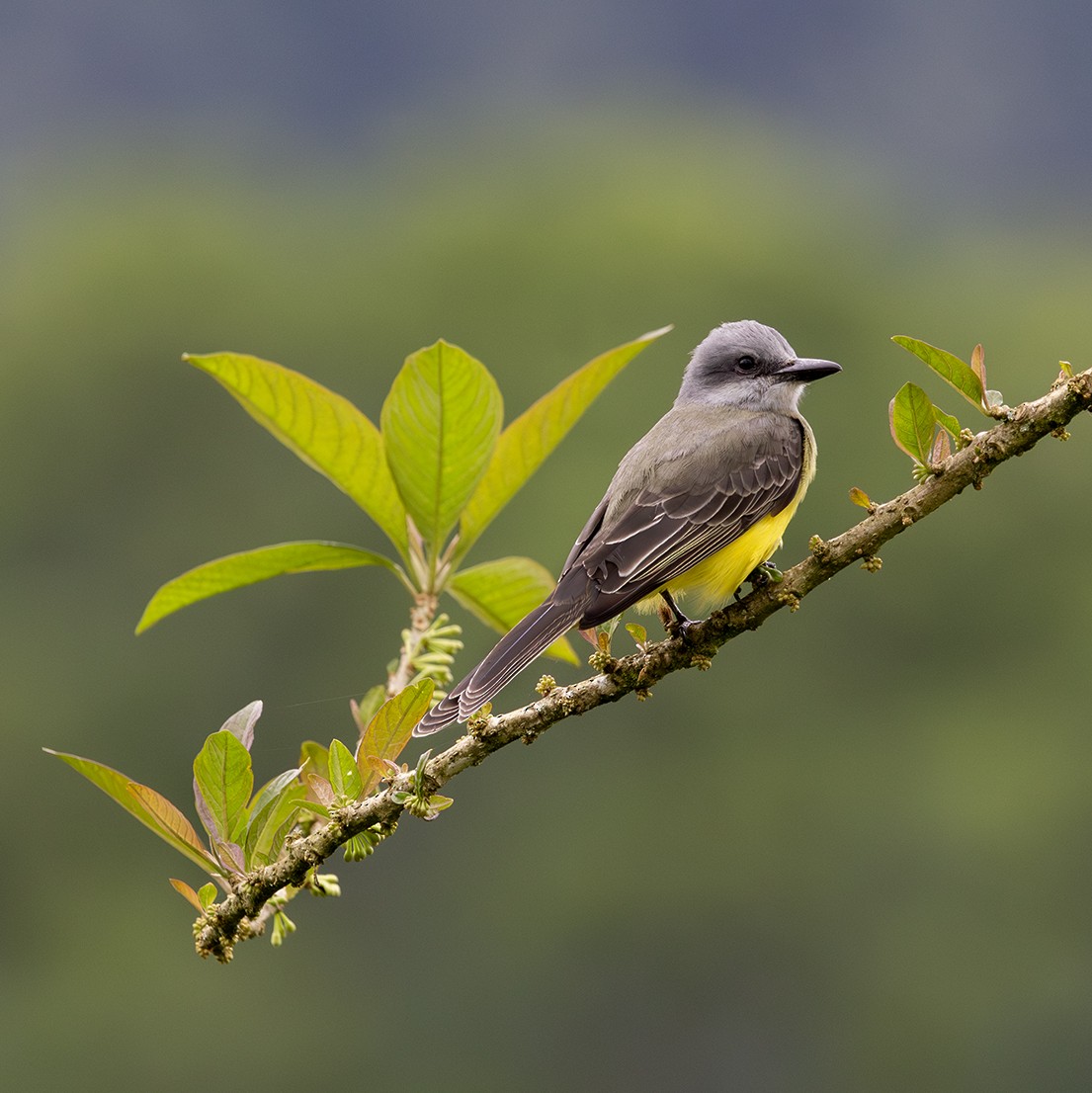 Tropical Kingbird - ML620311833