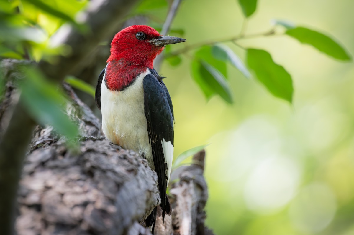 Red-headed Woodpecker - ML620311834