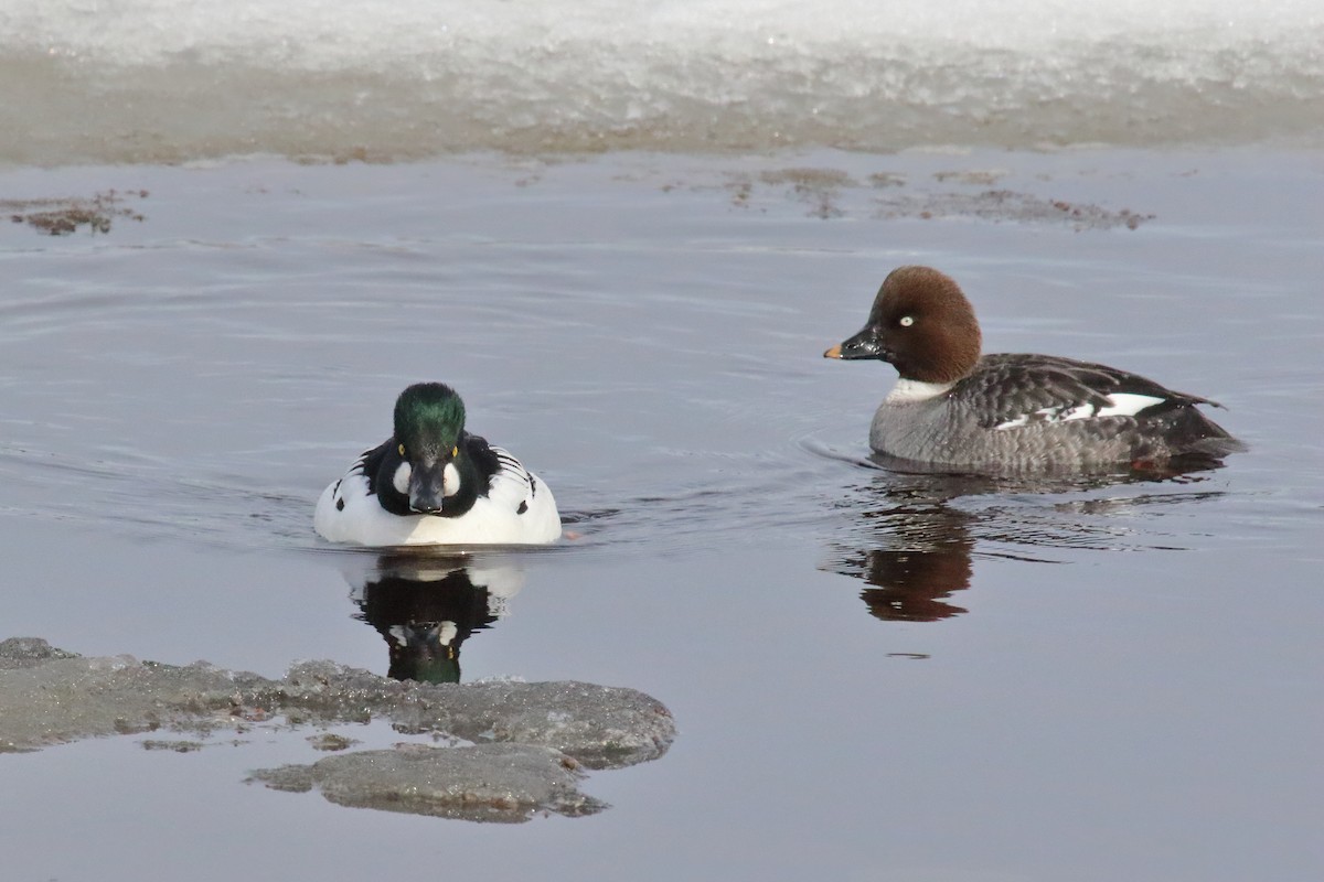 Common Goldeneye - ML620311839