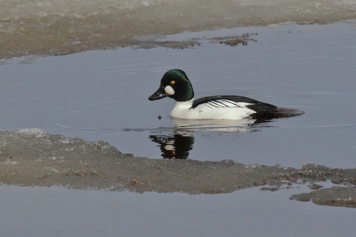 Common Goldeneye - ML620311843