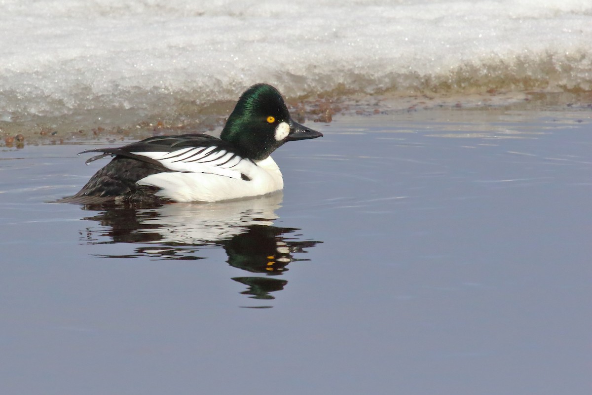 Common Goldeneye - ML620311845