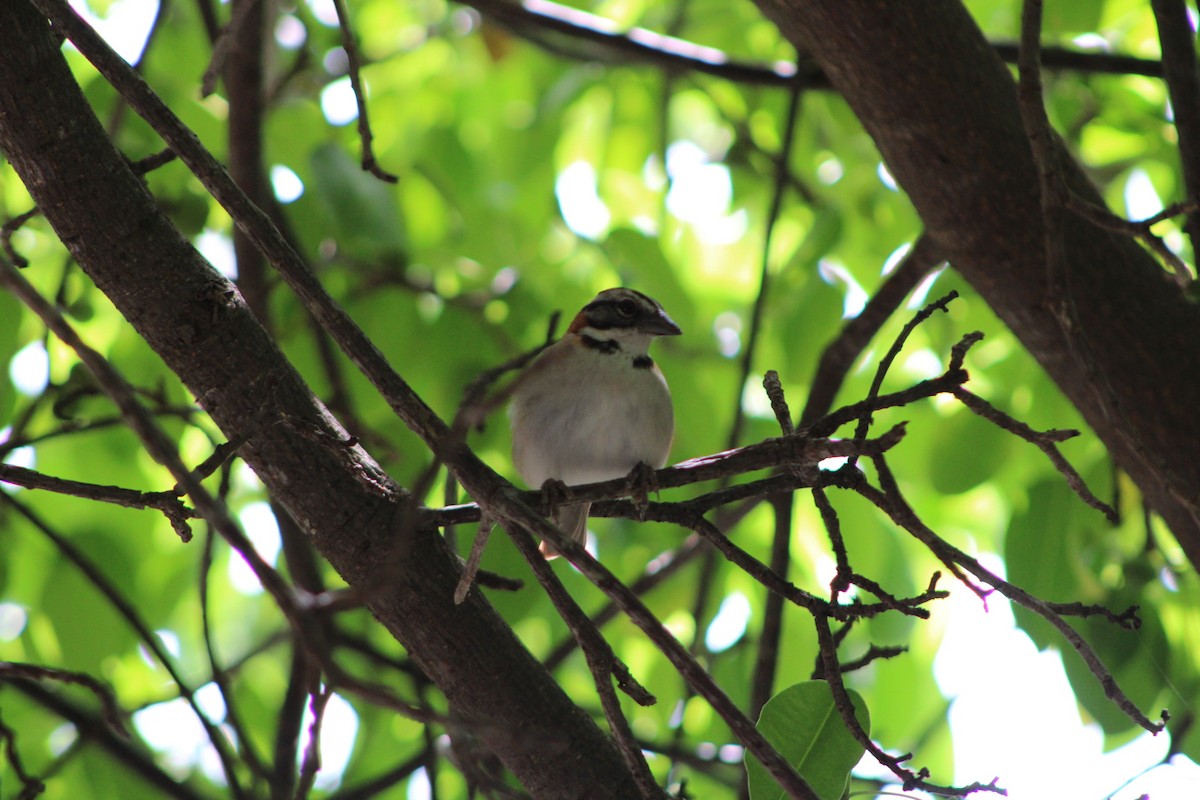 Rufous-collared Sparrow - ML620311847