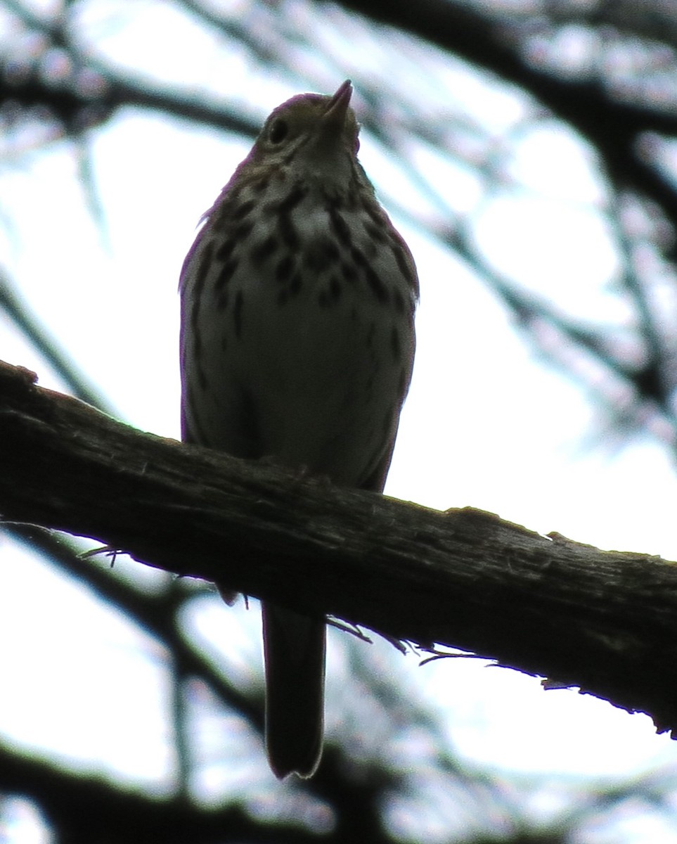 Ovenbird - ML620311851