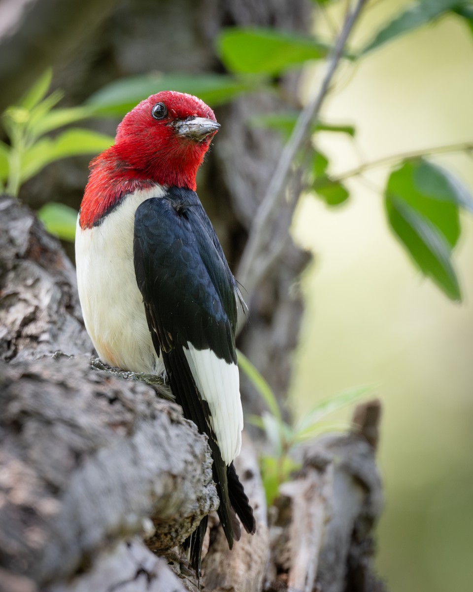 Red-headed Woodpecker - ML620311853
