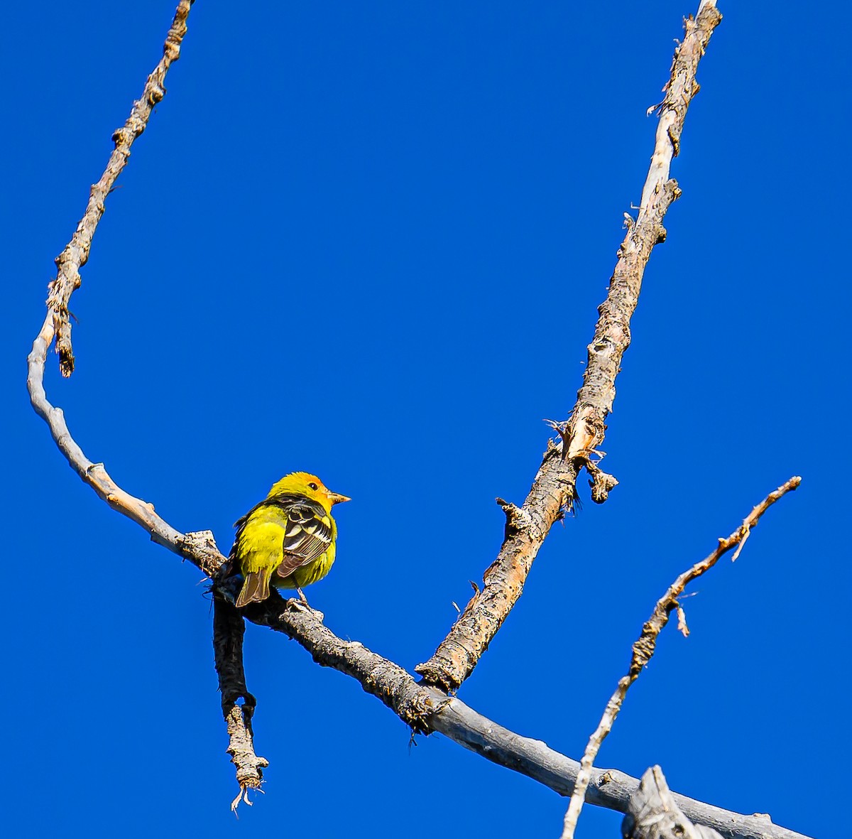 Western Tanager - Ken Miracle