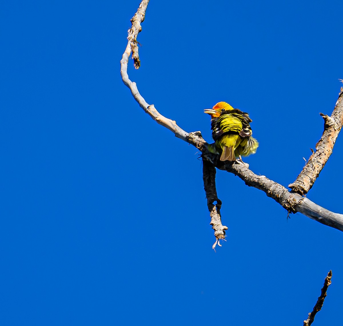 Western Tanager - ML620311855