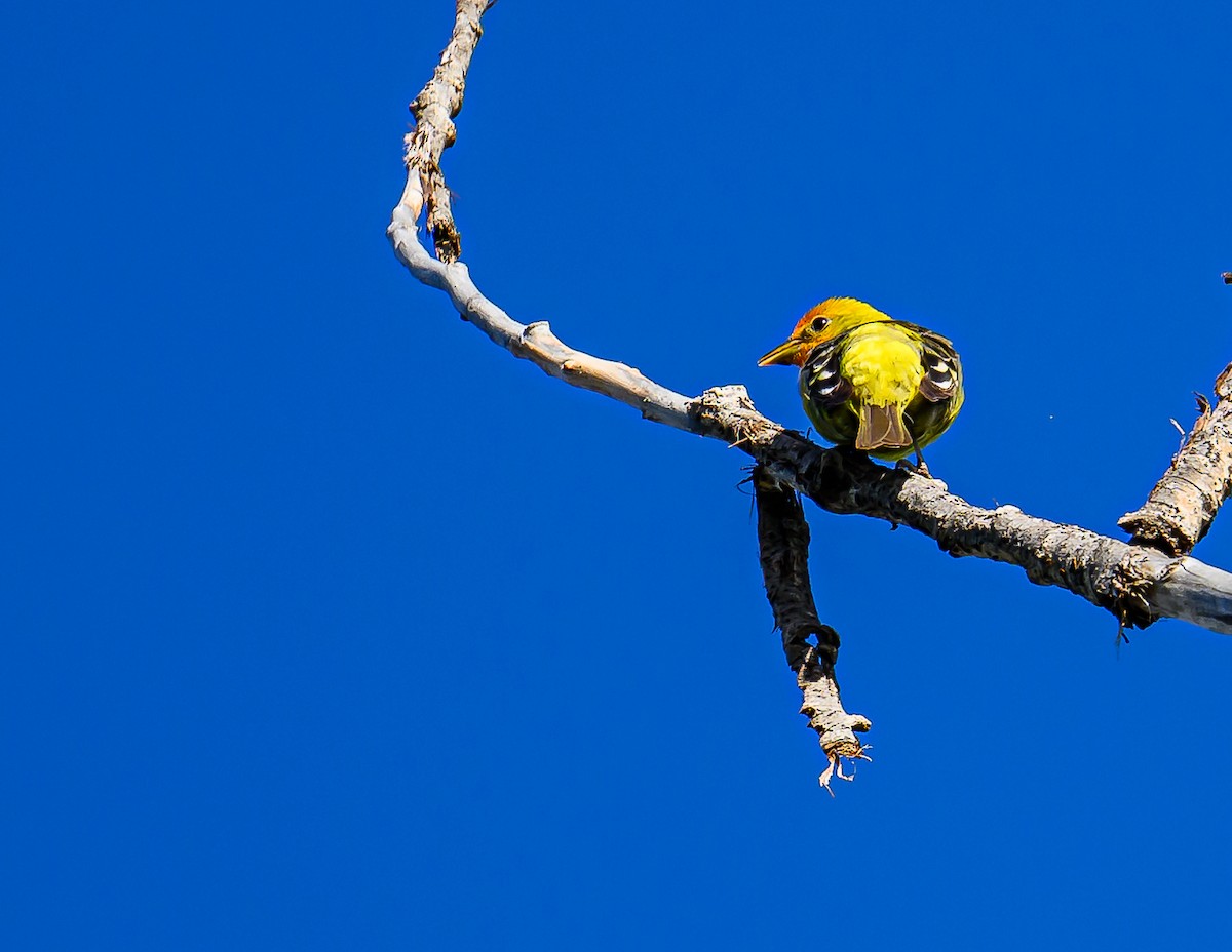 Western Tanager - ML620311856