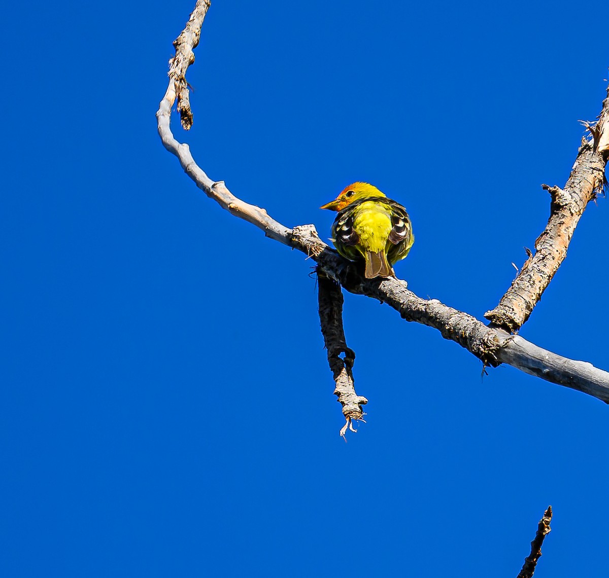 Western Tanager - ML620311857