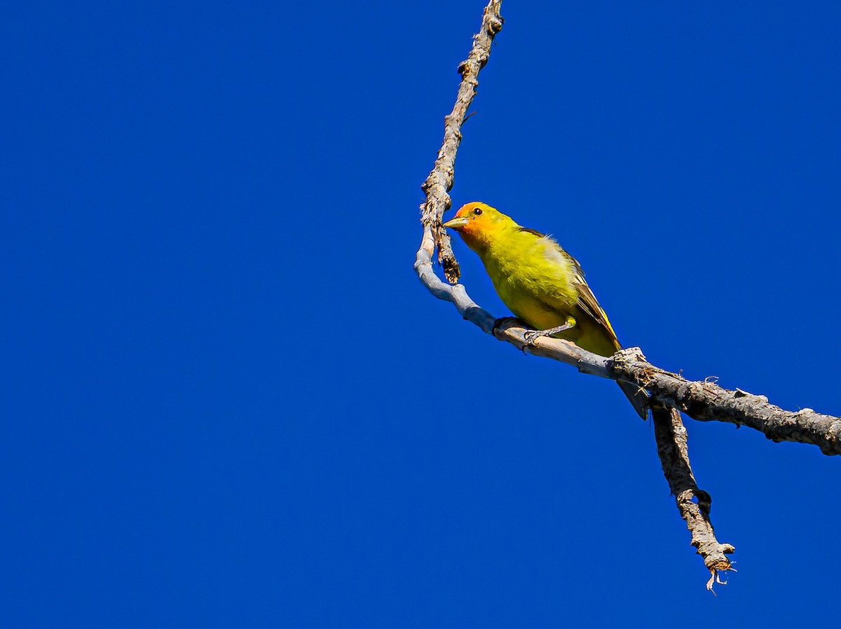 Western Tanager - ML620311858