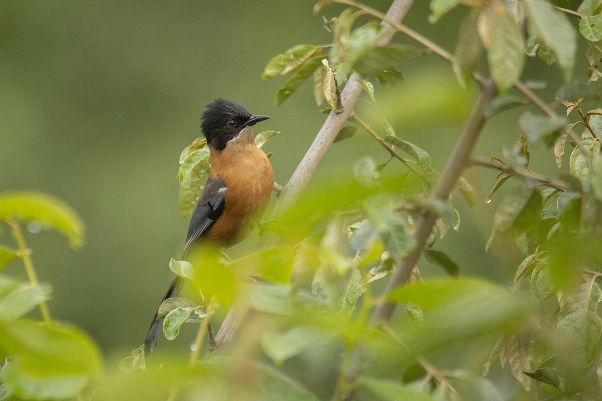 Rufous Sibia - ML620311859