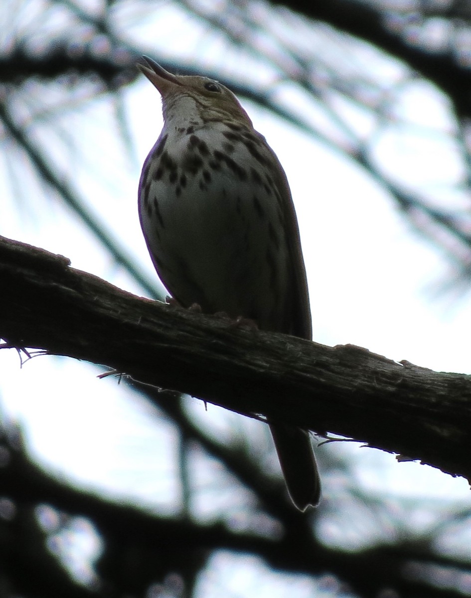 Ovenbird - James Hirtle