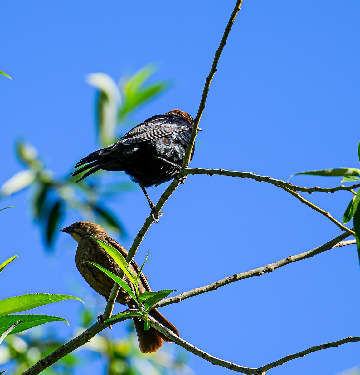 Brown-headed Cowbird - ML620311865