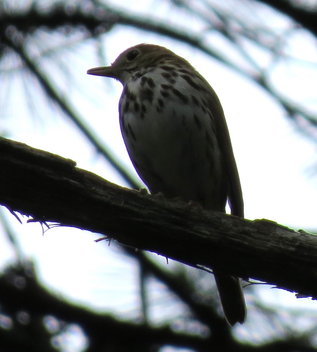 Ovenbird - ML620311866