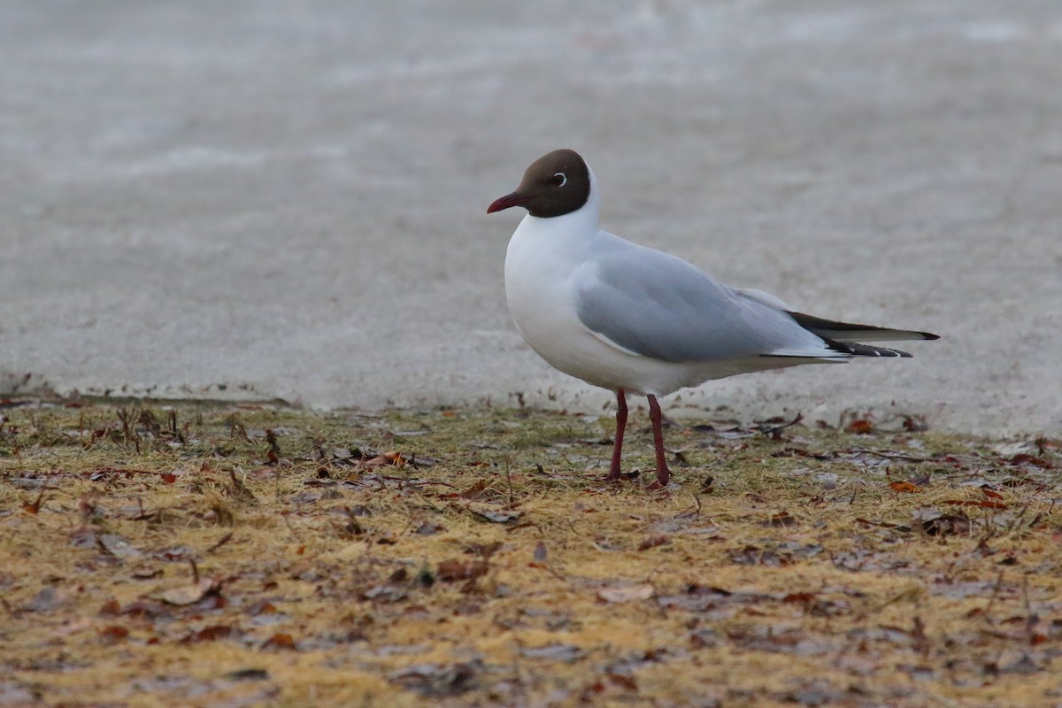 Black-headed Gull - ML620311868