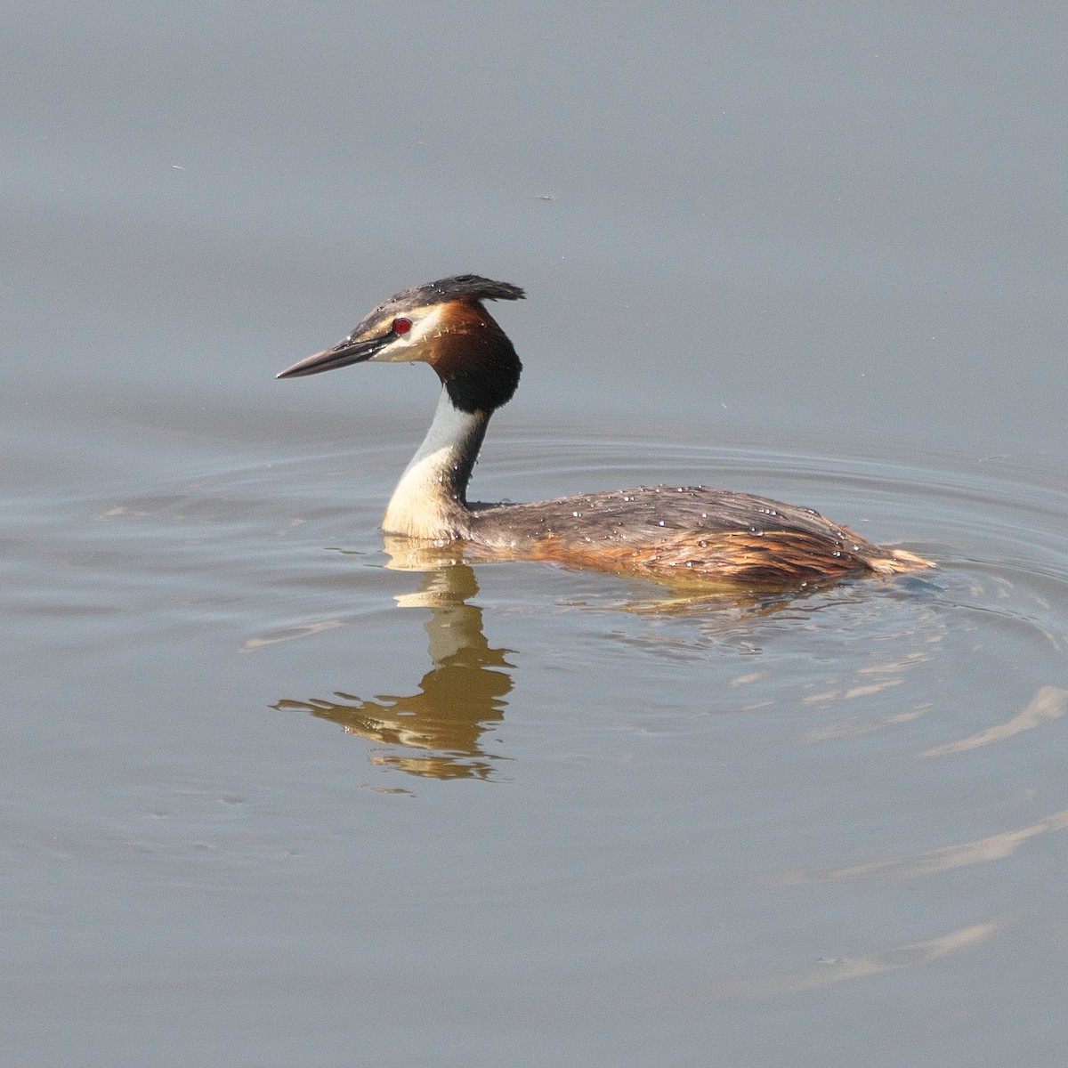 Great Crested Grebe - ML620311869