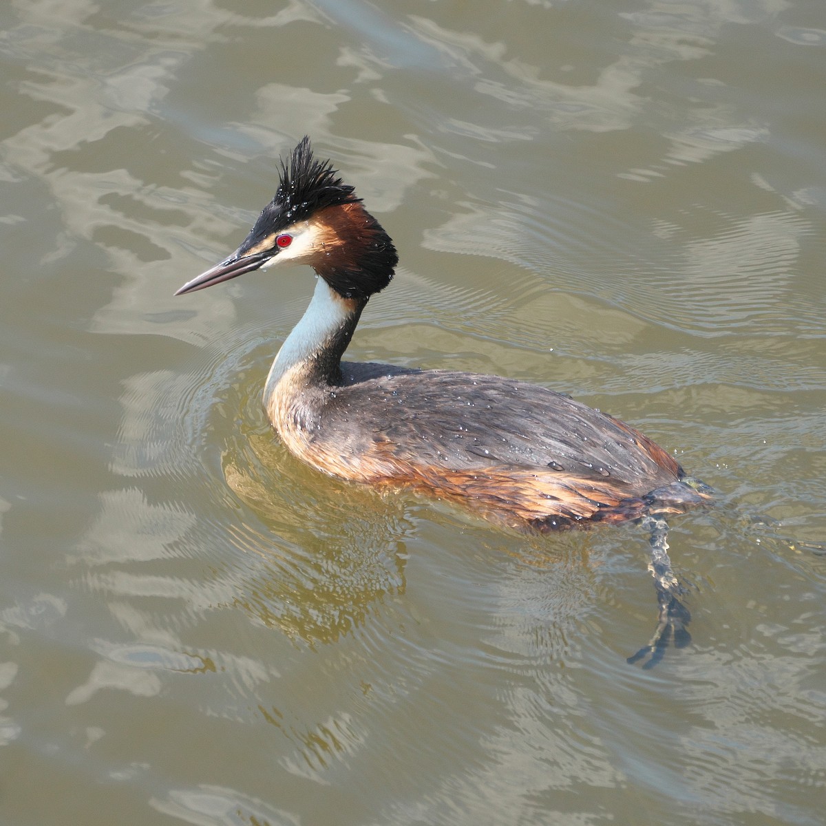 Great Crested Grebe - ML620311870