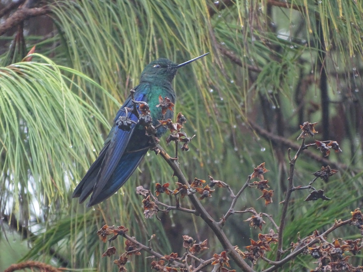 Blauflügelkolibri - ML620311877