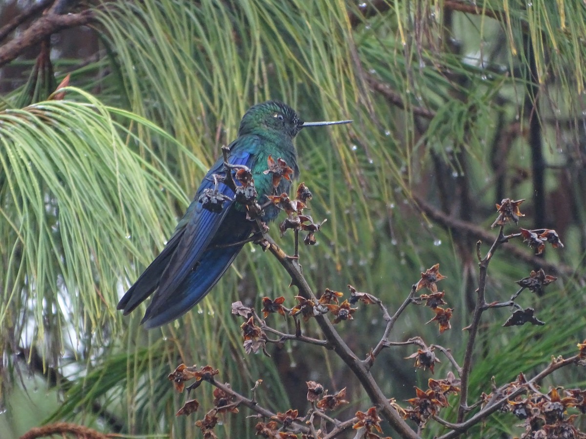 Blauflügelkolibri - ML620311878