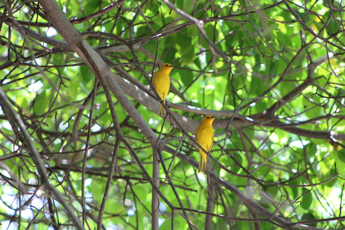 Saffron Finch - ML620311882