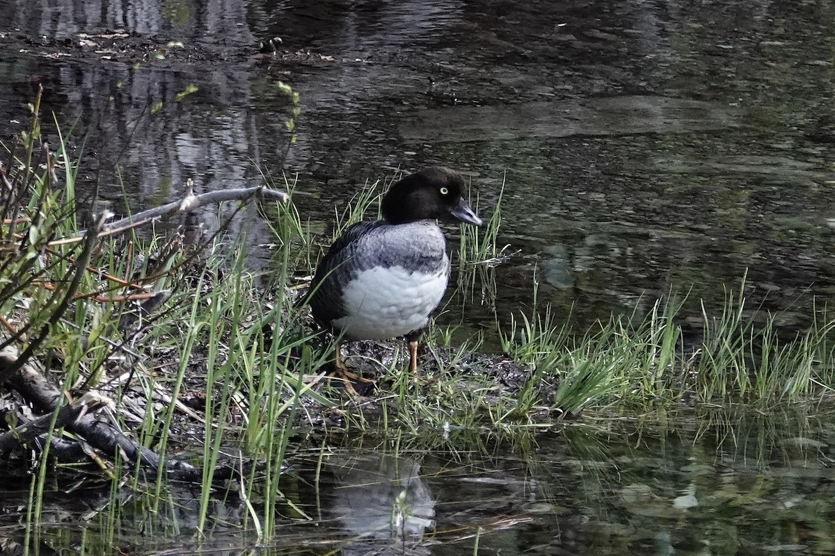 Barrow's Goldeneye - ML620311885