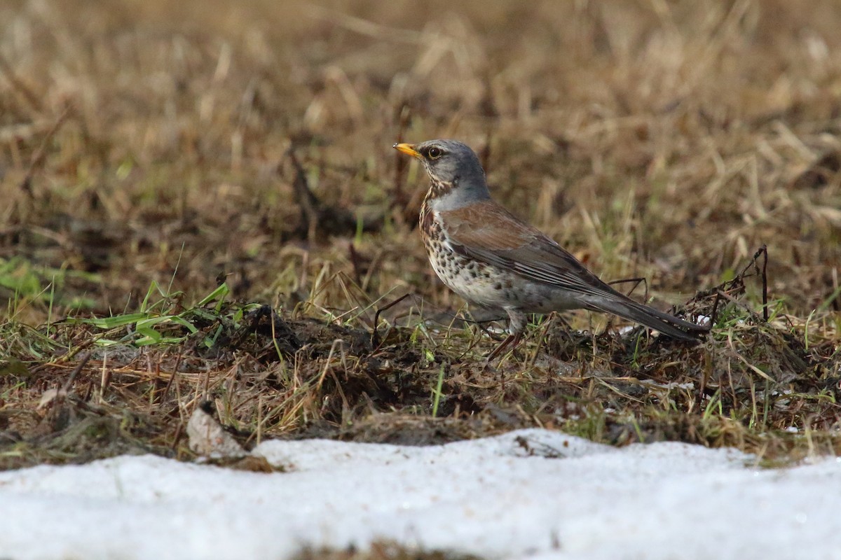 Fieldfare - ML620311887