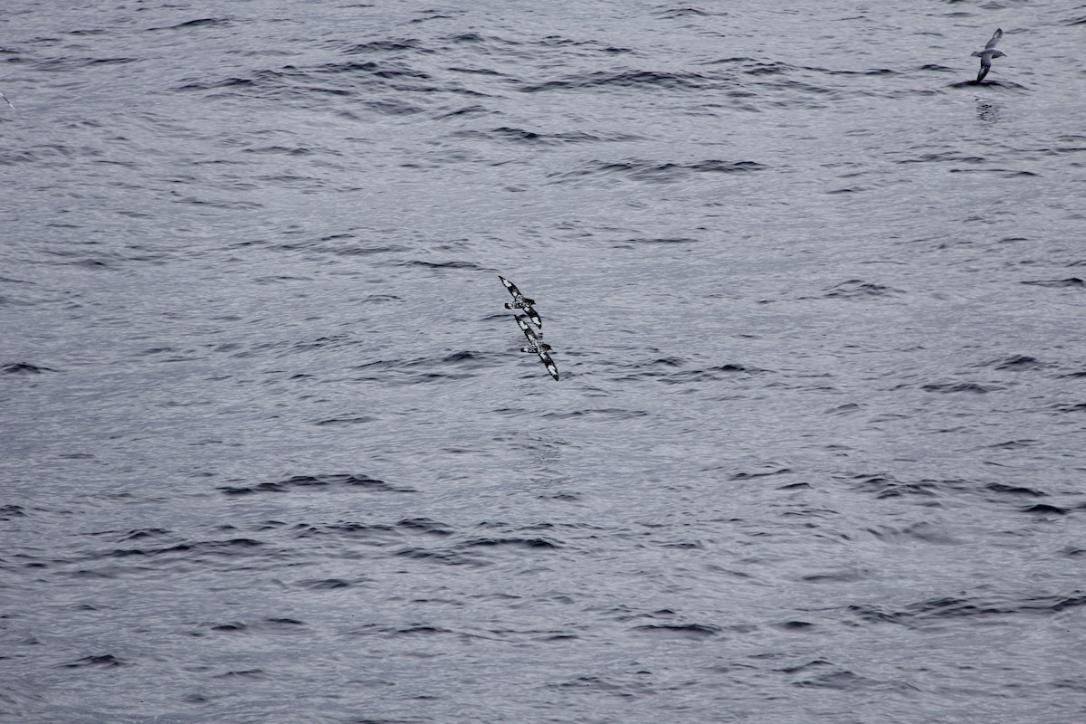 Petrel Damero (antártico) - ML620311889