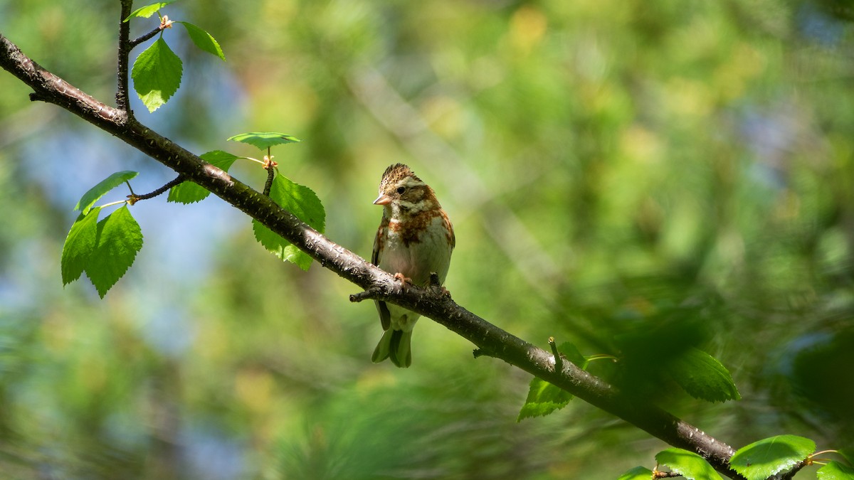 Rustic Bunting - ML620311894