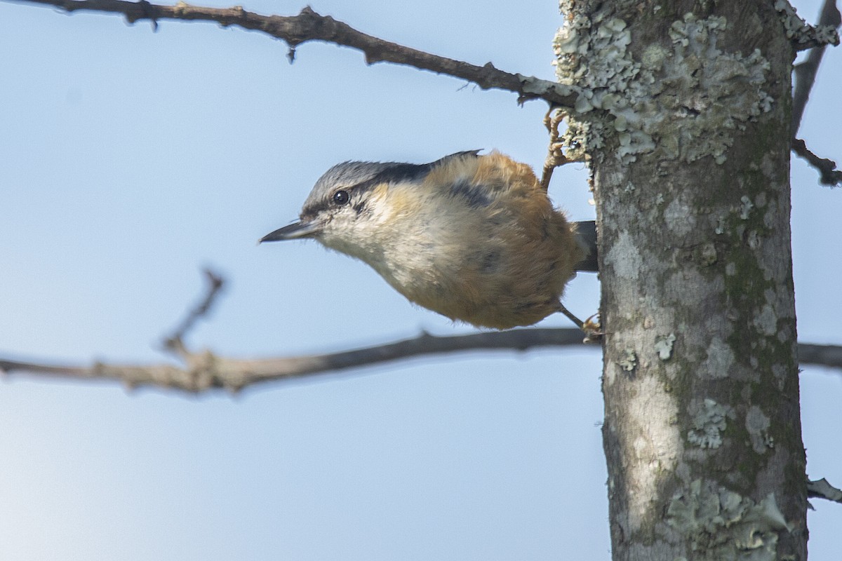 White-tailed Nuthatch - ML620311896